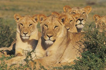 natureza-e-cultura-do-kruger-a-cidade-do-cabo-624_0.jpg